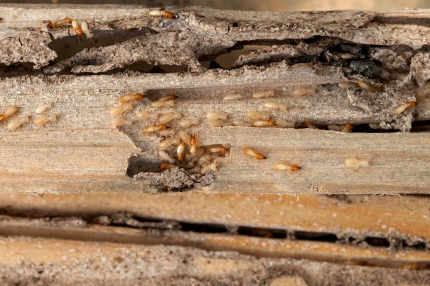 Best Cockroach Control Services  in Lone Oak, TN
